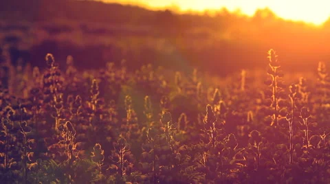 Field of Flowers at Sunset Stock Footage 52034329