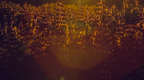 Field of Flowers at Sunset. Vídeo Stock 52034673
