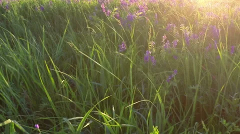 Field of flowers at sunset Stock Footage 62449366
