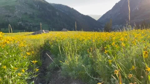 Field of Flowers at Sunset Stock-Footage 256336992