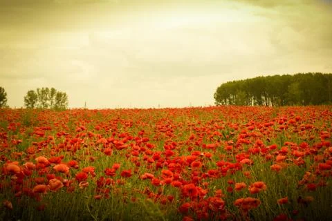 Field of flowers on sunset Stock Photos