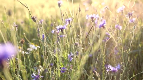 Field of flowers with sunset summer  Stock Footage 162476998