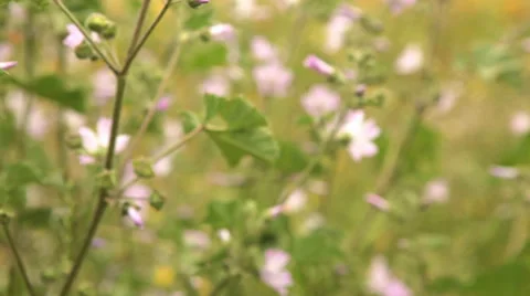 Field of Flowers - Tracking Shot Stock Footage 38794452