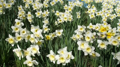 Field of Flowers / White daffodils Stock Footage 176982933