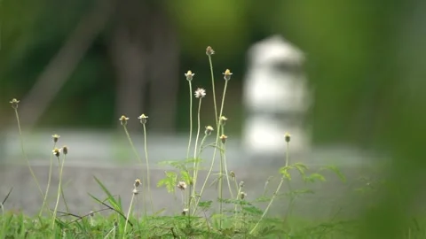 A field of flowers with a white post in the background Stock Footage 289316334