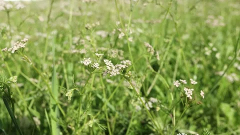 Field with flowers of wild cumin close-up, summer landscape Stock Footage 240694031
