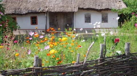Field flowers in the yard Video stock 46007022