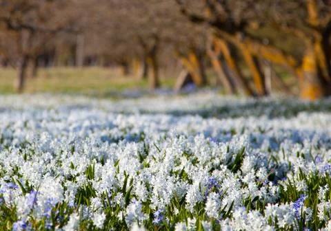 Field with flowers.gn Stock Photos