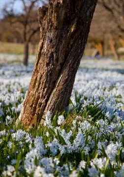 Field with flowers.gn Stock Photos