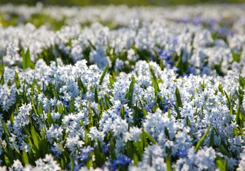 Field with flowers.gn Stock Photos