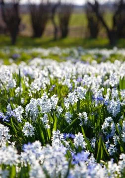 Field with flowers.gn Stock Photos