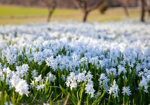 Field with flowers.GN Stock Photos