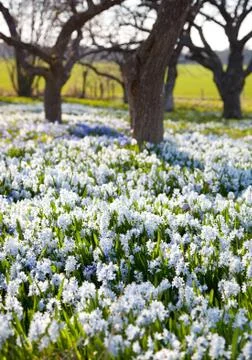 Field with flowers.GN Stock Photos
