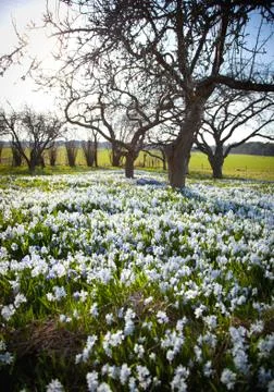 Field with flowers.gn Stock Photos