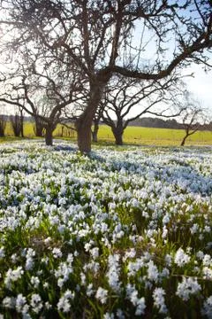 Field with flowers.GN Stock Photos