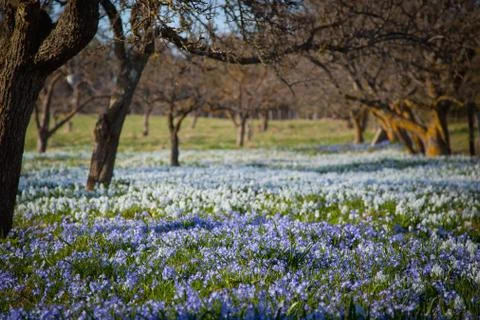Field with flowers.gn Stock Photos
