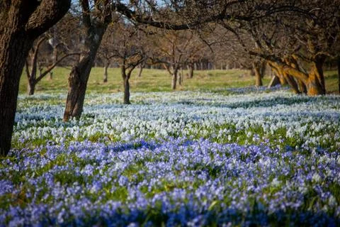 Field with flowers.GN Stock Photos