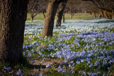 Field with flowers.GN Stock Photos