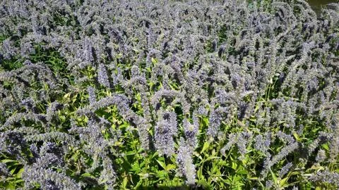 Field Of Fluff Stock Photos