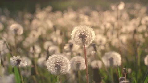 Field of fluffy dandelions at sunset, summer landscape Stock Footage 240632161