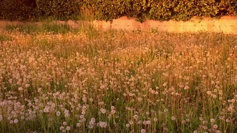 Field of fluffy dandelions at sunset, summer landscape Stock Footage 240632557