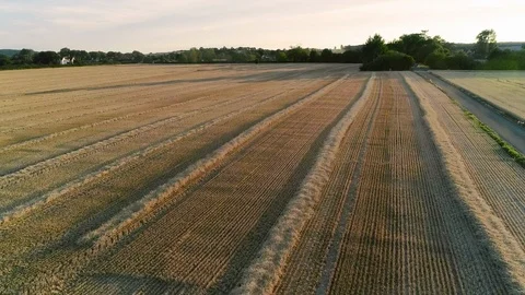 Field fly 02 AE2mov Stock Footage 101645356