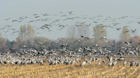 Field with flying common cranes during autumn migration. Linum (Germany) 스톡 동영상 64847546