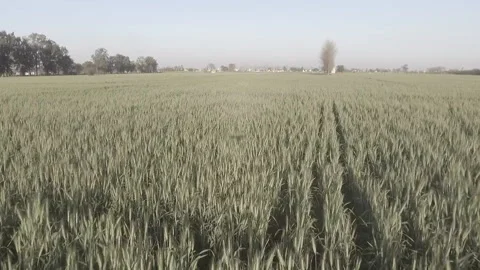Field Flyover of crops Punjab Stock Footage 227734876