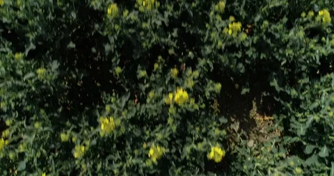 Field flyover Video stock 106884547