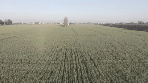 Field Flyover in Punjab Stock Footage 227727256