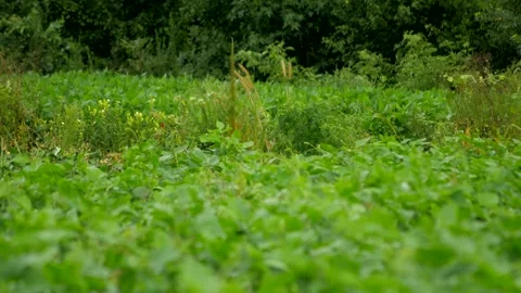 Field (Focus Far) 스톡 동영상 137328020