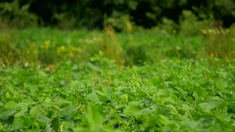 Field (Focus Near) 스톡 동영상 137328438