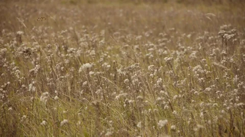 Field of fodder crops Stockbeeldmateriaal 31747999