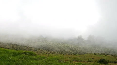 Field in the fog Stock Footage 48038677