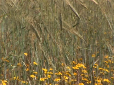 Field Stock Footage 489845