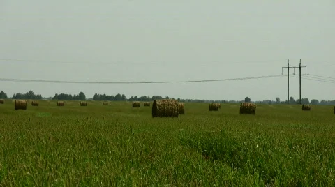 Field Video stock 806870