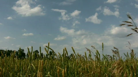 Field Stock Footage 839979