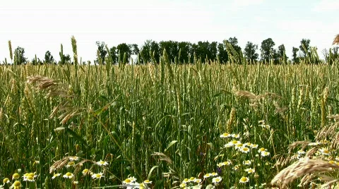 Field Stock Footage 839997