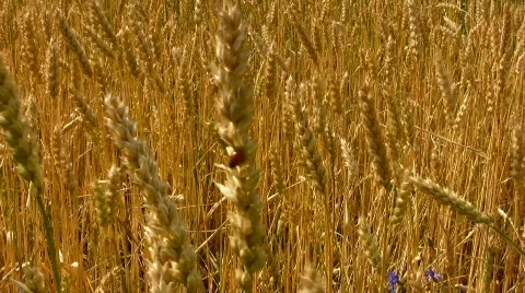 Field Stock Footage 840035