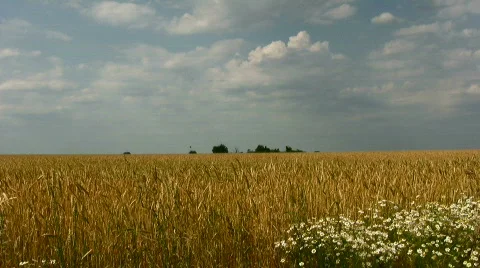 Field Stock Footage 840085