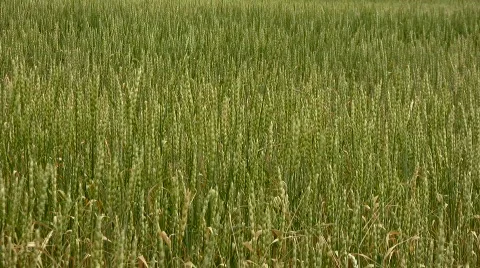 Field Stock Footage 840841