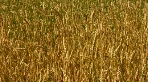 Field Stock Footage 840877