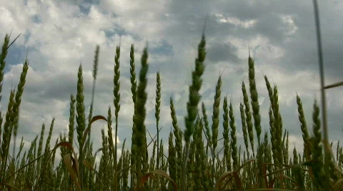 Field Stock Footage 841151