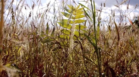 In the field. Stock Footage 883221