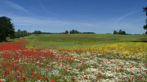 Field Stock Footage 10569391