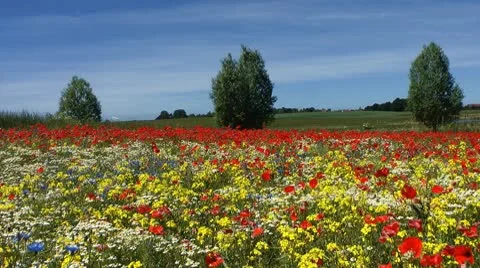 Field Stock Footage 10569489