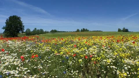 Field Stock Footage 10569571