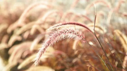 Field Stock Footage 10728340