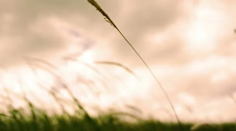 Field Video stock 10751089