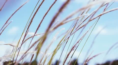 Field Video stock 10752690